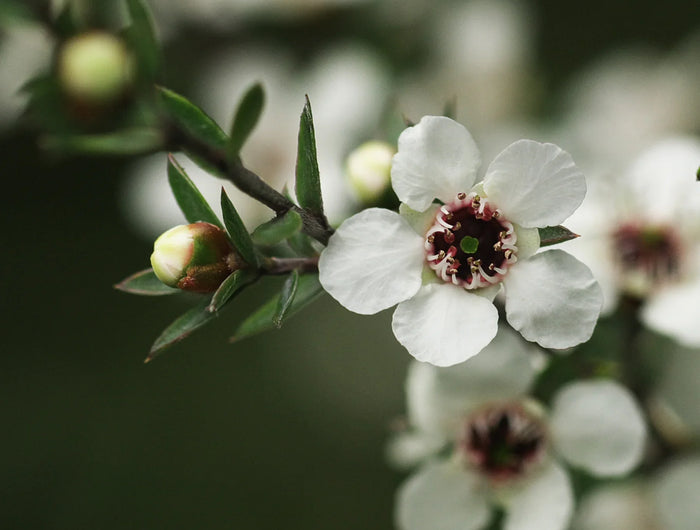 <h5><span style="text-decoration:underline">The Manuka flower</span></h5><h2> A rare bloom with natural power.</h2><p> Perched high in the mountains, where the air is pure and wildflowers bloom, the Manuka flower only appears for a few weeks each year.</p><p> From this fleeting moment, we harvest a precious nectar, the origin of one of the most renowned honeys in the world — rich in taste and recognized for its natural potency.</p>