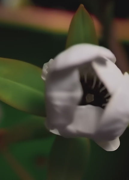 Fleur de Manuka Nouvelle-Zélande - Origine du miel de Manuka